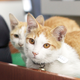 Image for article titled Korea's Cop Cats Will Arrest You with Cuteness